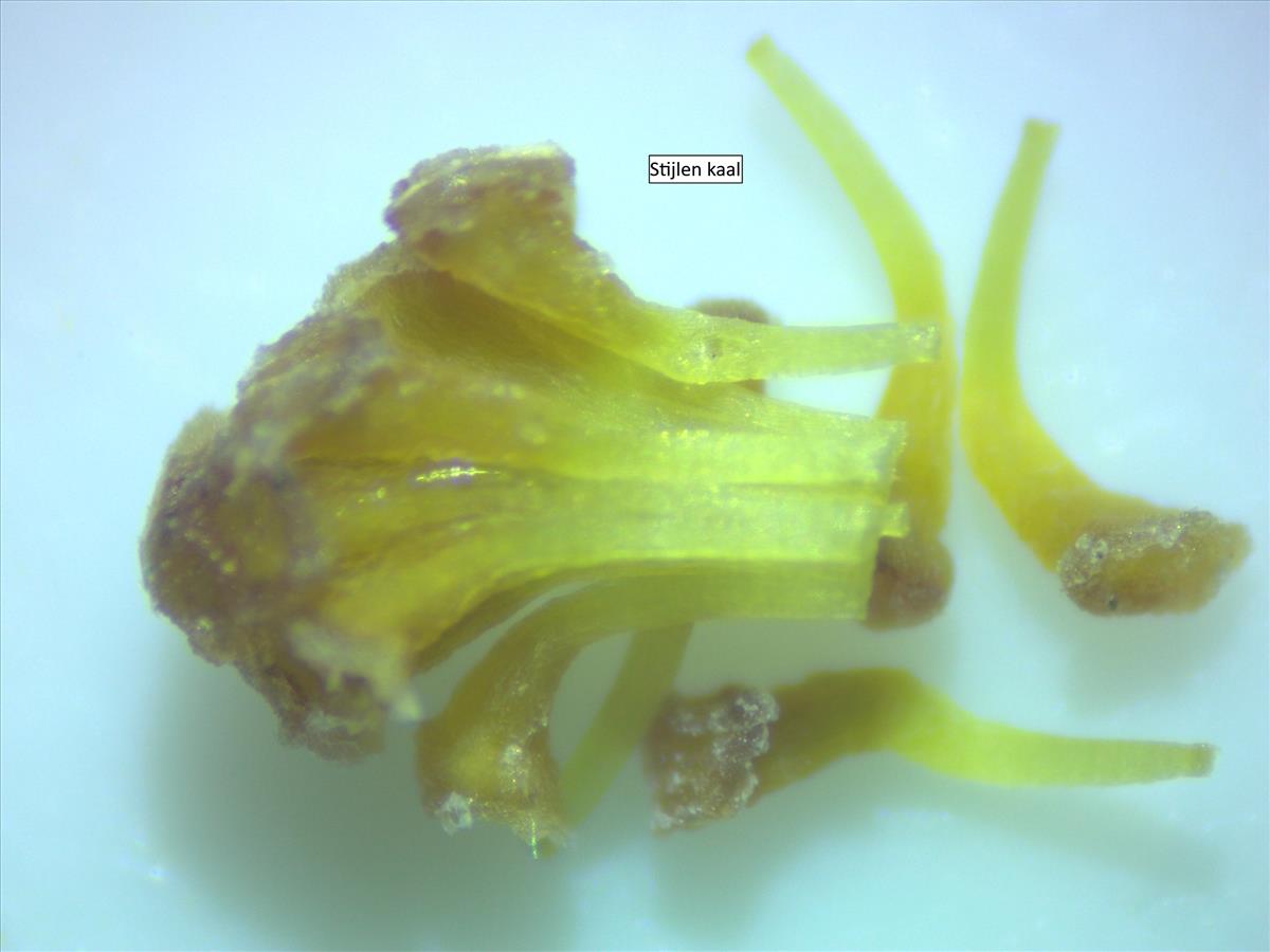 Rosa micrantha (door Jan Klinckenberg)